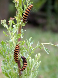 17 Jul 2004: Cinnabar moth caterpillars on Greenham Common